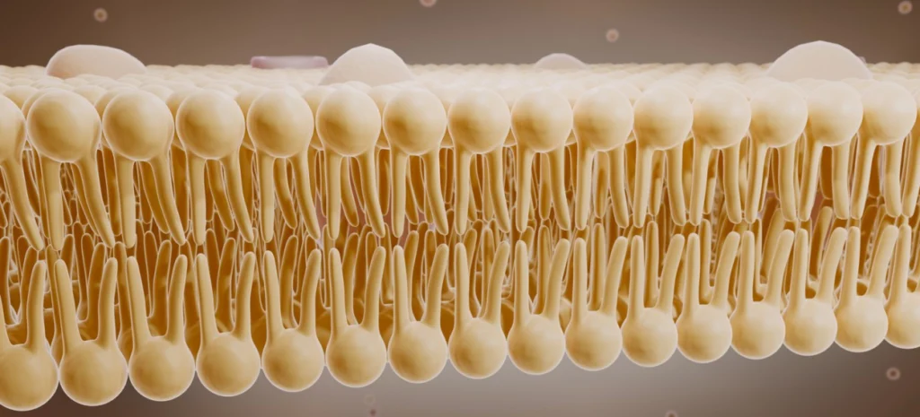 Biopeptide-EL-Elastin-Binding-Receptor-Dermatology-Research-1024x465